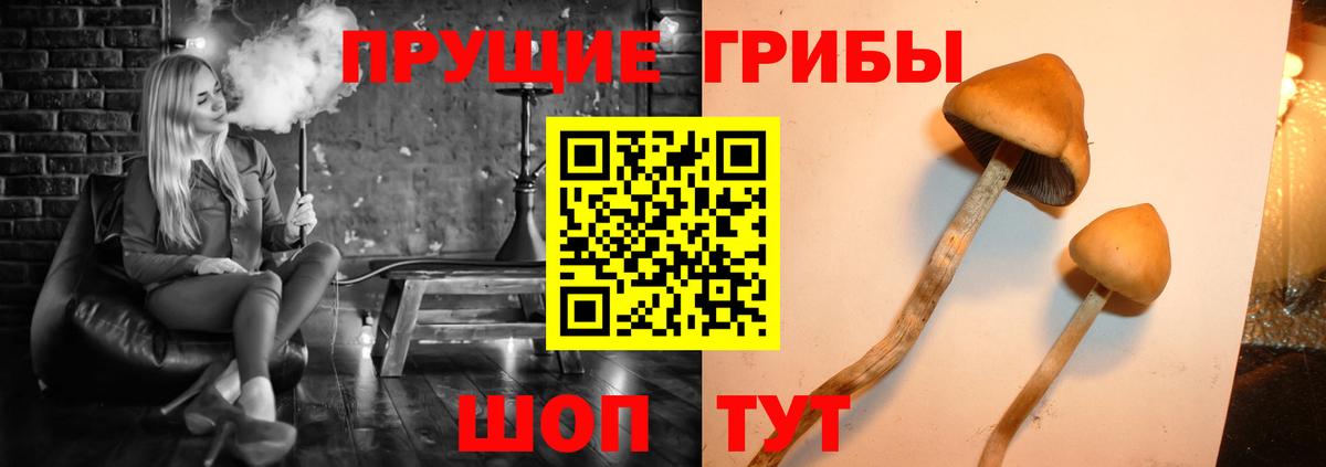 даркнет сайт  Псилоцибиновые грибы GOLDEN TEACHER  Вход с VPN  Котовск  Псилоцибиновые грибы мицелий 